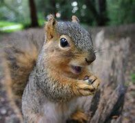 Image result for Squirrel That's Okay