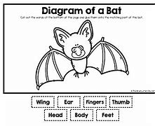 Image result for Bat Characteristics