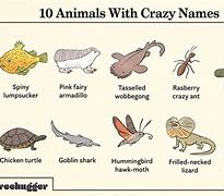 Image result for Animals with Funny Names