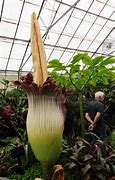 Image result for Where Is the Biggest Flower in the World Located