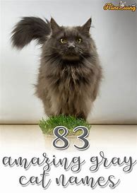 Image result for Gray Male Cat Names