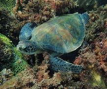Image result for Chelonia mydas