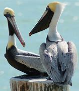 Image result for Pet Pelican