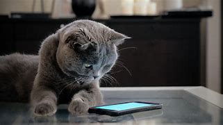 Image result for Cat On Phone Stock Image