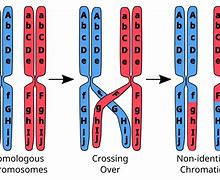 Image result for Chromosome Recombination