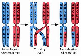 Image result for Crossing Over and Genetic Variation