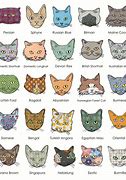 Image result for Rare Cat Breeds Alphabetical