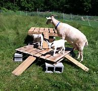 Image result for Goats and Gumdrops