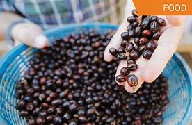 Image result for Black Ivory Coffee Beans
