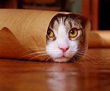 Image result for Funny Cat Wallpaper 2560X1600