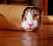 Image result for Funny Cat Mouth