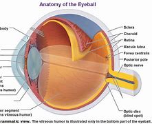 Image result for Choroid of Eye