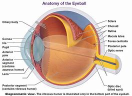 Image result for Choroidea Eye