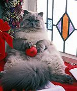 Image result for Christmas Persian Cat