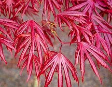 Image result for Red Japanese Maple Leaves