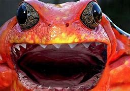 Image result for Scary Frog