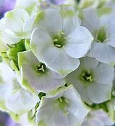 Image result for Phlox Jade ® (Paniculata-Group)
