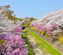 Image result for Flower Park Japan