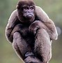 Image result for Animal Life in the Amazon Rainforest