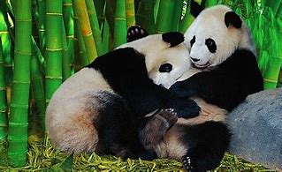 Image result for Panda Bears Hugging