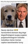Image result for Puppies Meme