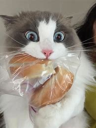 Image result for Cat Steals Food