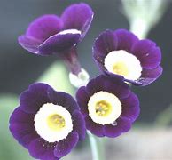 Image result for Primula auricula Lich