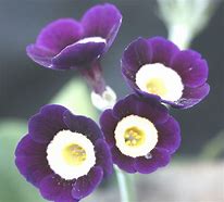 Image result for Primula auricula Sweet¨Pastures