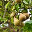 Image result for Pear Tree