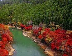 Image result for Trees Kyoto Japan