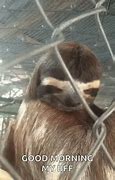 Image result for Good Morning Sloth Meme