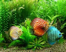 Image result for Discus