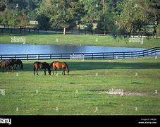 Image result for Thoroughbred Horse Pasture Pictures