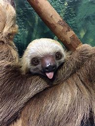 Image result for Silly Baby Sloths