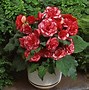 Image result for Begonia Picotee -geel-