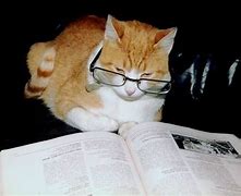 Image result for Book Cat Meme