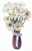 Image result for Spring Daisies No Background