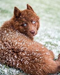 Image result for Chocolate Brown Siberian Husky