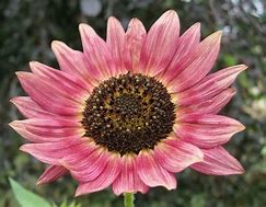 Image result for Sunflower Pinterest