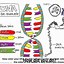 Image result for DNA Replication Worksheet Key