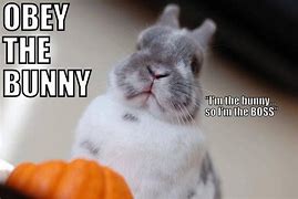 Image result for Crazy Bunny Memes