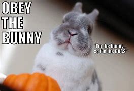 Image result for Box Bunny Meme