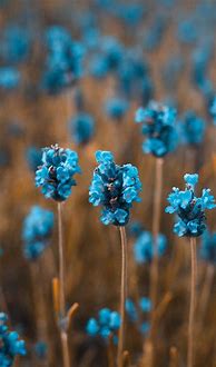 Image result for iPhone Blue Flower