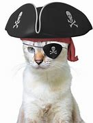 Image result for Cat Pirate Eye Patch