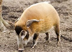 Image result for Cachu Animal