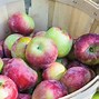 Image result for Apple Orchard in Fall