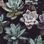 Image result for World's Best iPhone Wallpapers