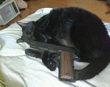 Image result for Sad Cat with Gun