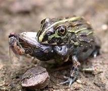 Image result for Monster Frog Eat