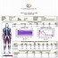 Image result for Dexa Scan Results Chart